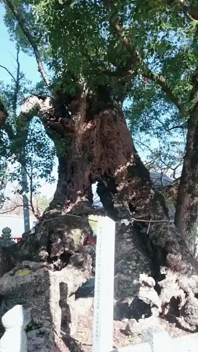 八代神社の自然
