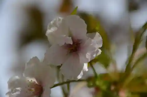 太田姫稲荷神社の自然