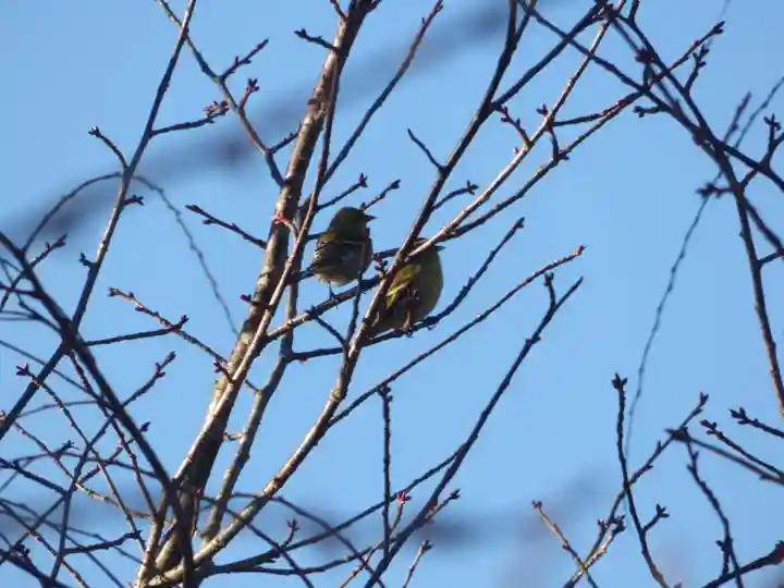 留辺蘂神社の動物