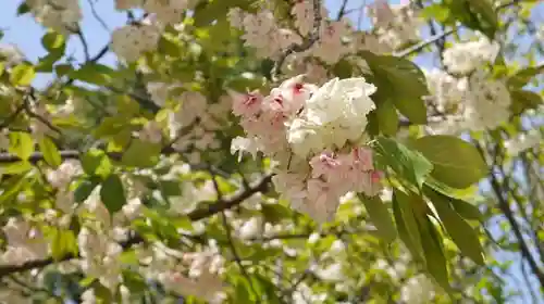 白峯神宮の自然