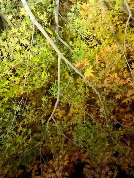 平等院(京都府)