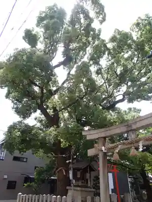住吉神社の鳥居