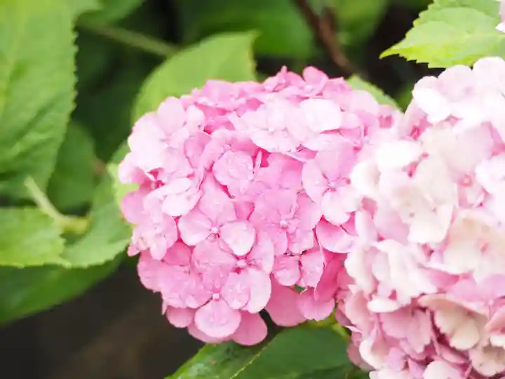 御霊神社の自然