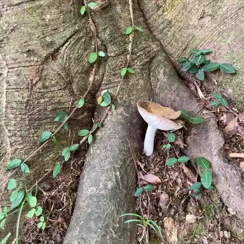 枚岡神社神津嶽本宮の自然