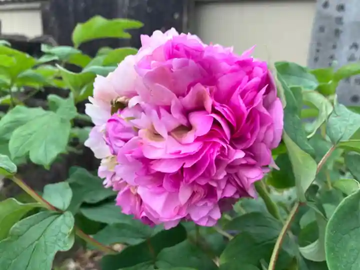 真言宗 善通寺派 薬王寺(香川県)