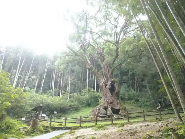 武雄神社の自然