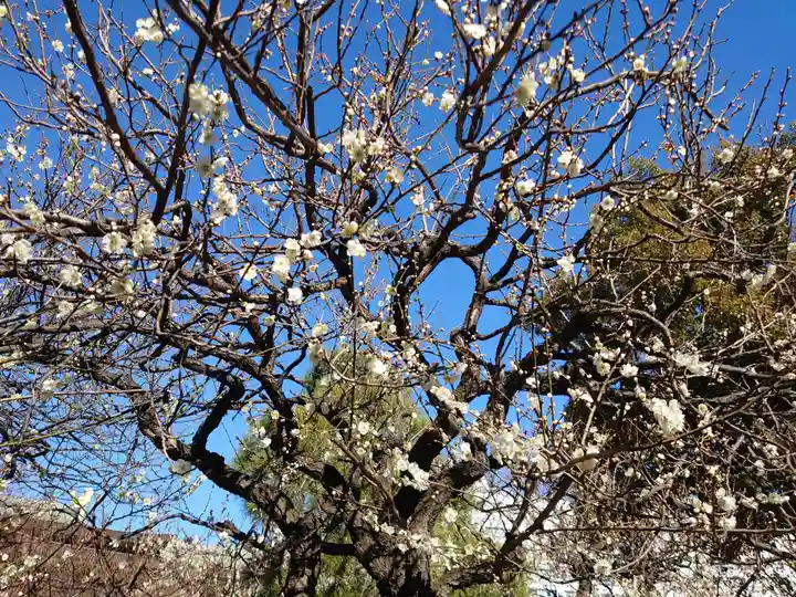 湯島天満宮の自然