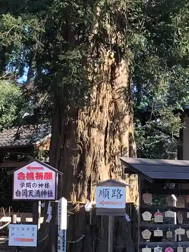 白岡八幡神社の自然