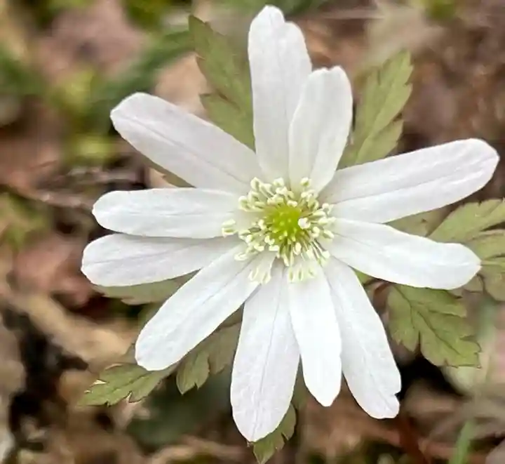 伊豆山神社 本宮(秋田県)