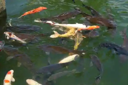 真清田神社の動物
