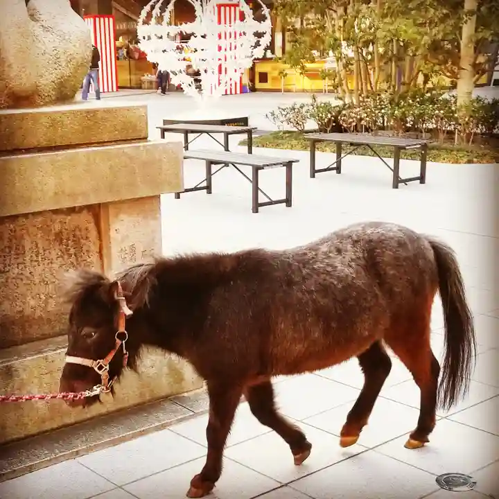 神田神社(神田明神)の動物