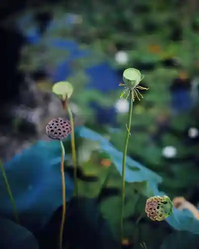 浄土寺(兵庫県)