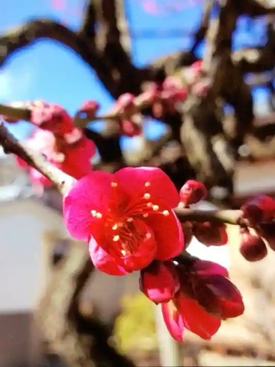 鳳林寺(東京都)