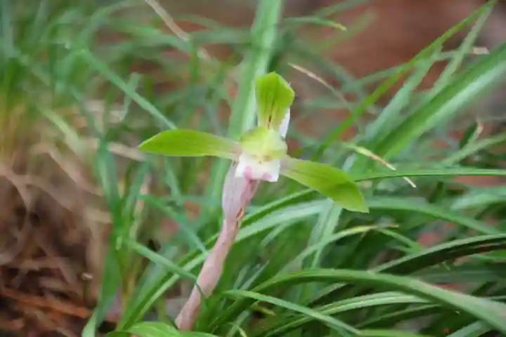 滑川神社 - 仕事と子どもの守り神の自然