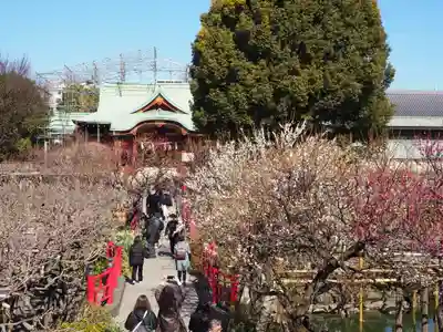 亀戸天神社(東京都)