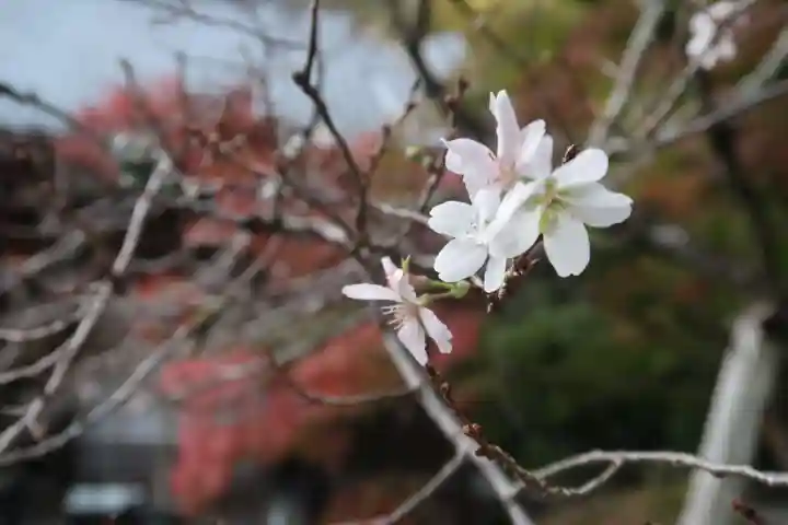 赤山禅院の自然