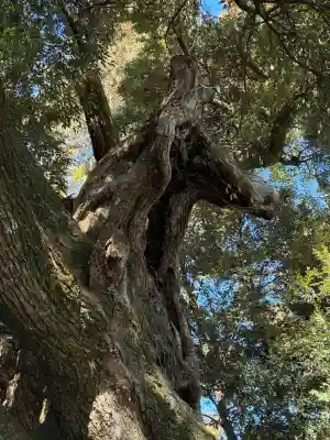 大杉神社の{uncategorized: "未分類", other: "その他", undefined: "問題あり", building: "その他建物", grave: "お墓", sacred_gate: "鳥居", guardian: "狛犬", statue: "像", buddha: "仏像", history: "歴史", nature: "自然", garden: "庭園", animal: "動物", pagoda: "塔", temizu: "手水舎", mountain_gate: "山門・神門", sanctuary: "本殿・本堂", subordinate: "末社・摂社", art: "芸術", scenery: "景色", jizo: "地蔵", ema: "絵馬", goshuin: "御朱印", omikuji: "おみくじ", items: "授与品その他", amulet: "お守り", goshuincho: "御朱印帳", eats: "食事", festival: "お祭り", votive_dance: "神楽", shichigosan: "七五三参", wedding: "結婚式", experience: "体験その他", initially: "初詣", around: "周辺", anti_infection: "感染症対策"}