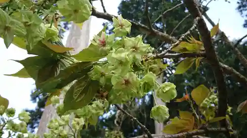 沙沙貴神社の自然