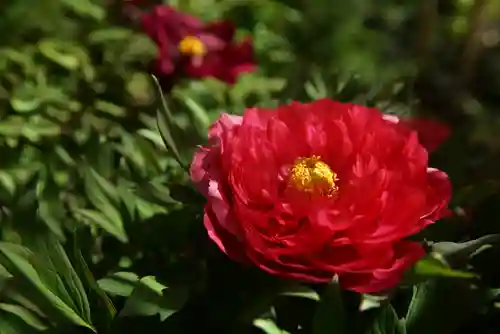 東長谷寺　薬王院の自然