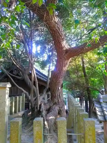 木庭八幡社の自然