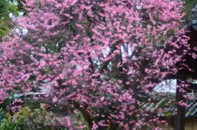 片埜神社(大阪府)