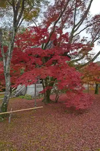 鹿苑寺（金閣寺）の自然