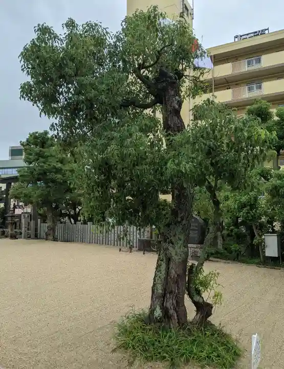 都島神社の自然