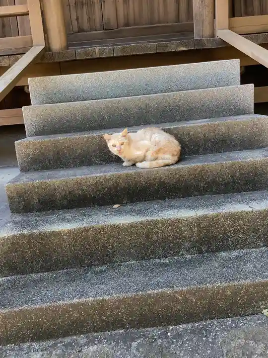 愛知県高浜市春日神社の動物