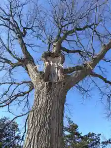 厚別神社(北海道)(2023年03月18日(土) 11時18分10秒投稿)