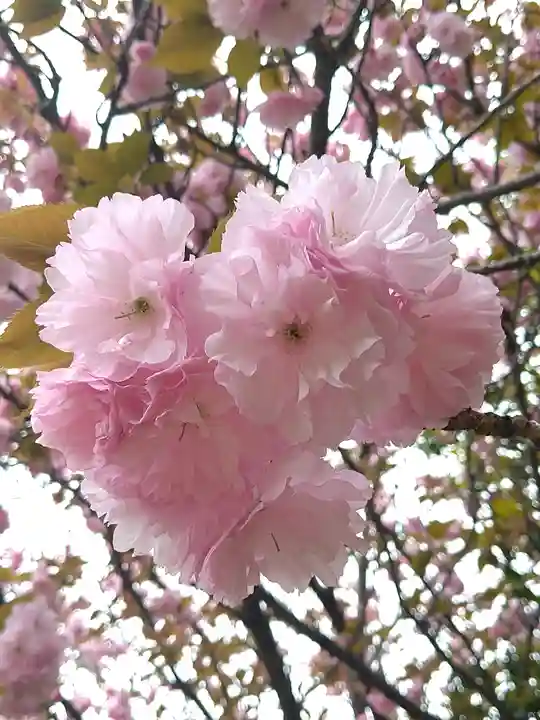國鉾神社の自然