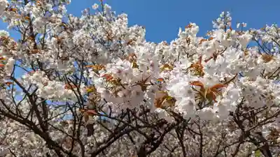 仁和寺(京都府)