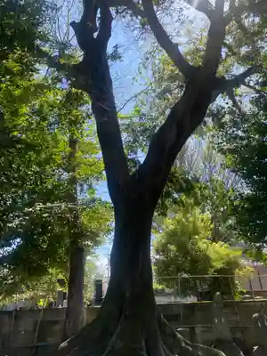 駒形神社(群馬県)