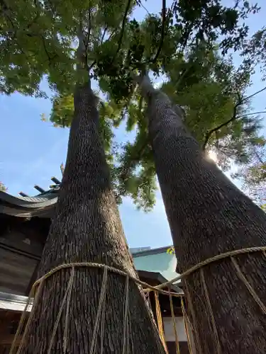 鳩ヶ谷氷川神社の自然