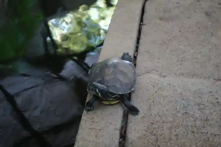 垂水神社の動物