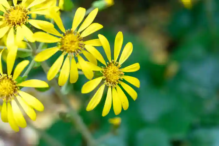 宮地嶽神社(福岡県)