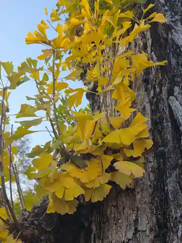 沙沙貴神社(滋賀県)