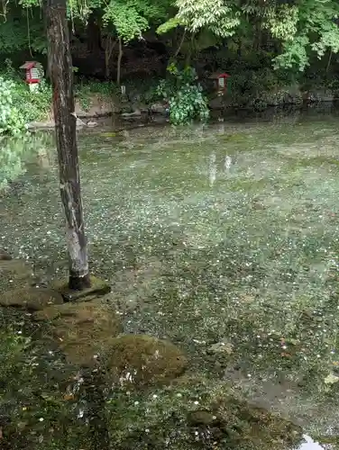 富士山本宮浅間大社(静岡県)