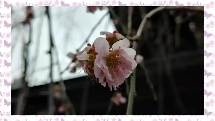 湯島天満宮(東京都)