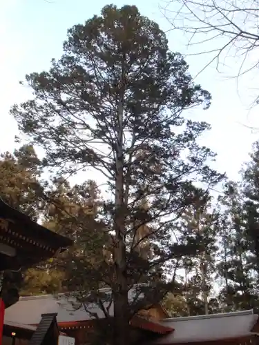 宝登山神社の自然