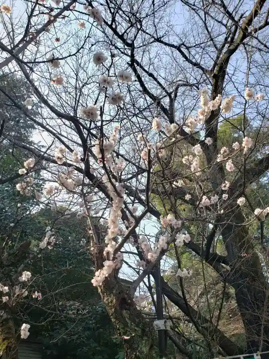 阿佐ヶ谷神明宮の自然