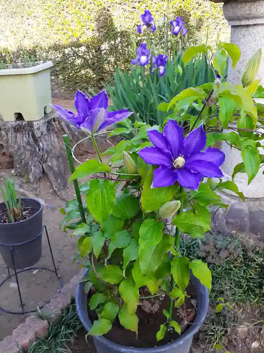 伏木香取神社(茨城県)