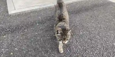 白金氷川神社(東京都)