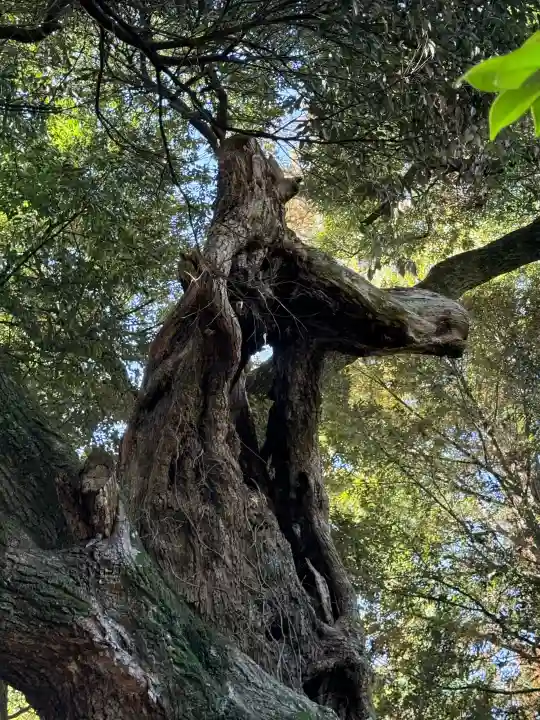 大杉神社の{uncategorized: "未分類", other: "その他", undefined: "問題あり", building: "その他建物", grave: "お墓", sacred_gate: "鳥居", guardian: "狛犬", statue: "像", buddha: "仏像", history: "歴史", nature: "自然", garden: "庭園", animal: "動物", pagoda: "塔", temizu: "手水舎", mountain_gate: "山門・神門", sanctuary: "本殿・本堂", subordinate: "末社・摂社", art: "芸術", scenery: "景色", jizo: "地蔵", ema: "絵馬", goshuin: "御朱印", omikuji: "おみくじ", items: "授与品その他", amulet: "お守り", goshuincho: "御朱印帳", eats: "食事", festival: "お祭り", votive_dance: "神楽", shichigosan: "七五三参", wedding: "結婚式", experience: "体験その他", initially: "初詣", around: "周辺", anti_infection: "感染症対策"}