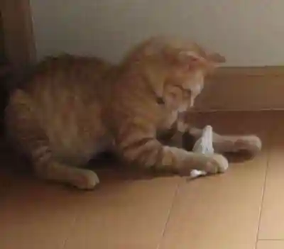 常清寺(神奈川県)