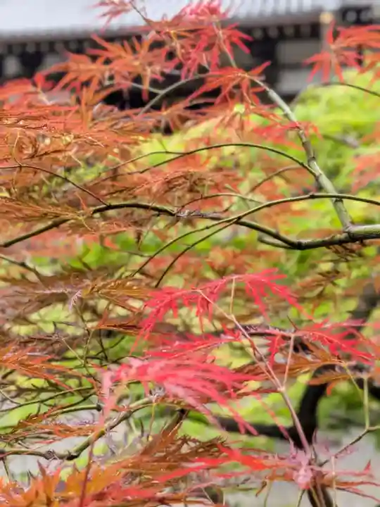 妙法寺(東京都)