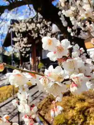 福蔵院(東京都)
