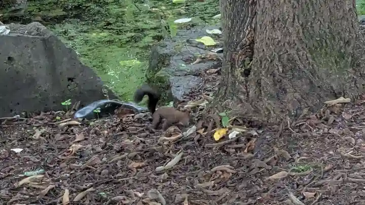帯廣神社の動物