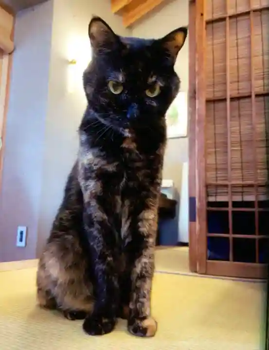 五十稲荷神社(栄寿稲荷神社)(東京都)