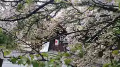 平野神社の自然