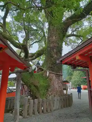 熊野那智大社(和歌山県)